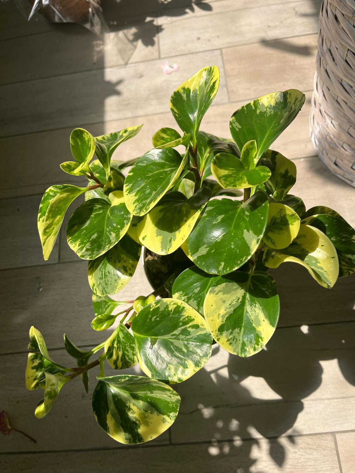 Peperomia Obtusifolia Variegata – Low-Maintenance Beauty