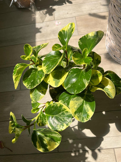 Peperomia Obtusifolia Variegata – Low-Maintenance Beauty