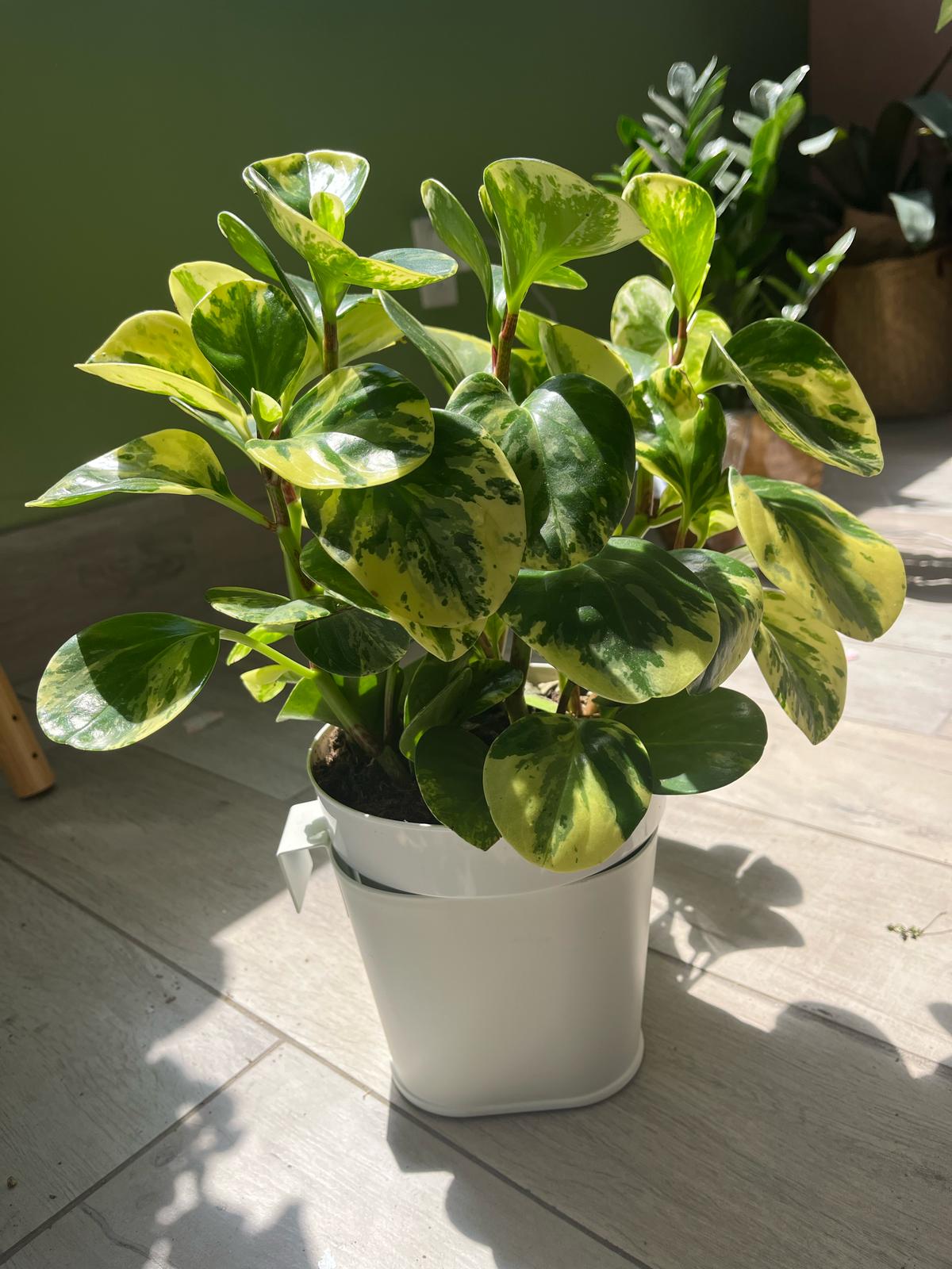 Peperomia Obtusifolia Variegata – Low-Maintenance Beauty
