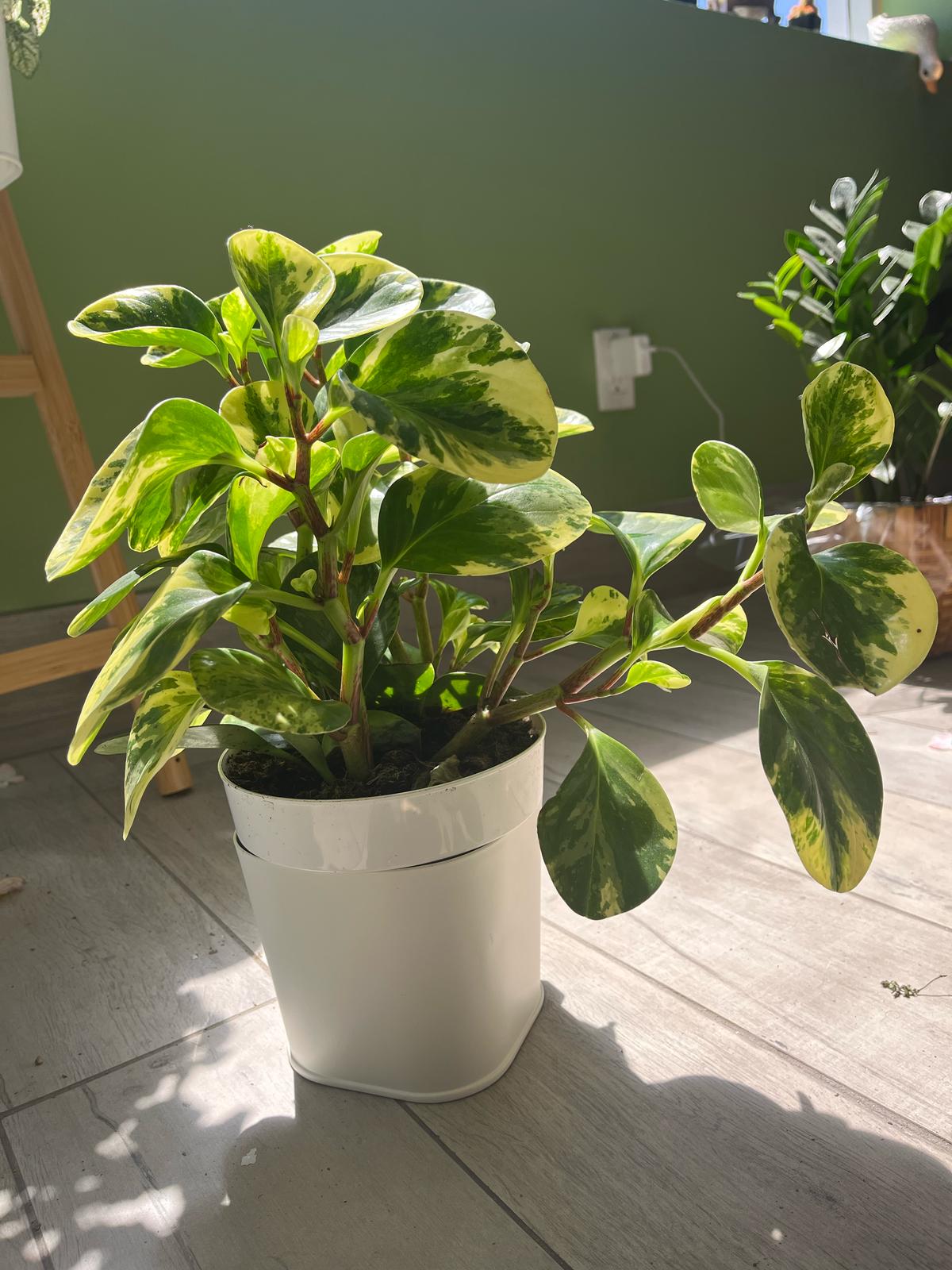 Peperomia Obtusifolia Variegata – Low-Maintenance Beauty