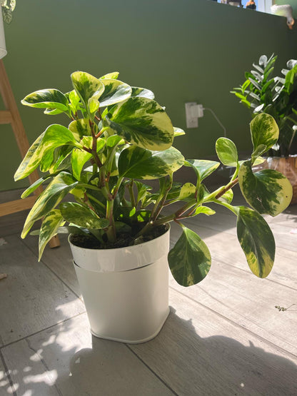 Peperomia Obtusifolia Variegata – Low-Maintenance Beauty