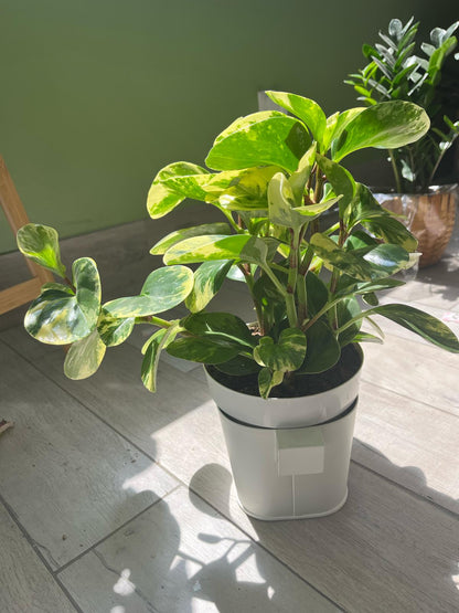 Peperomia Obtusifolia Variegata – Low-Maintenance Beauty