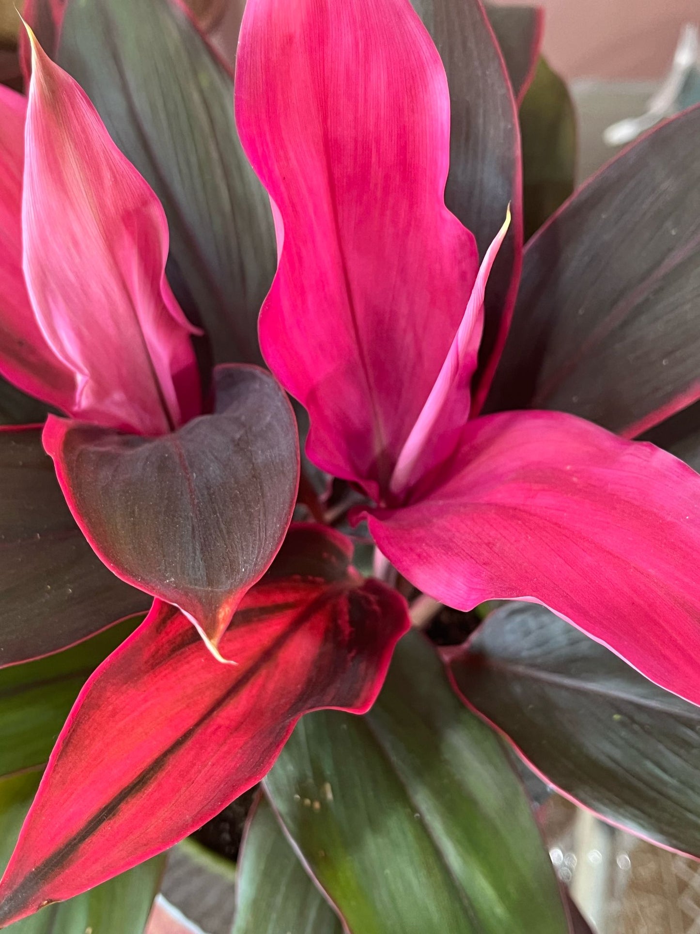 Hawaiian Ti Plant – Exotic Pink & Green Cordyline in Decorative Planter