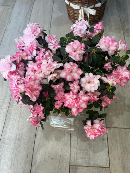 Pink Azalea – Blooming Elegance for Any Space