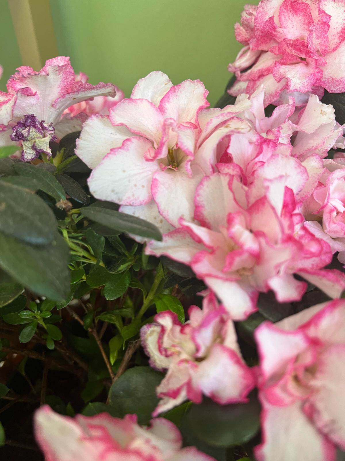 Pink Azalea – Blooming Elegance for Any Space